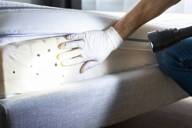 Best Ant Control Services  in Ahuimanu, HI