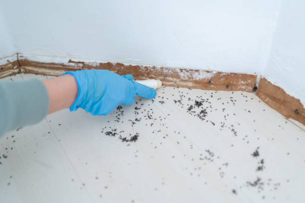 Best Local Pest Control Services  in Ahuimanu, HI